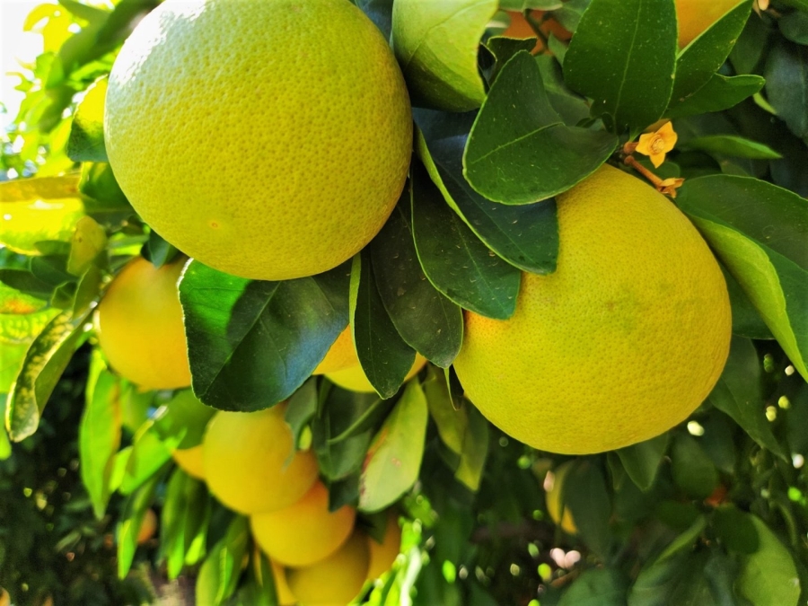 Commercial Property for Sale in Kakamas Rural Northern Cape